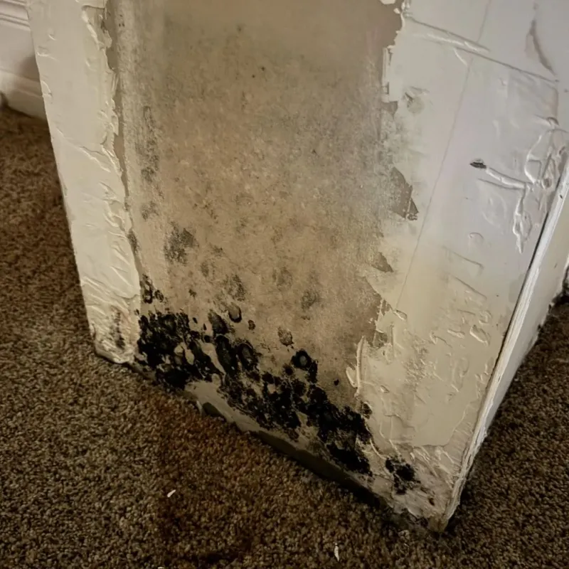 Professional Mold Removal in Hillsville, VA